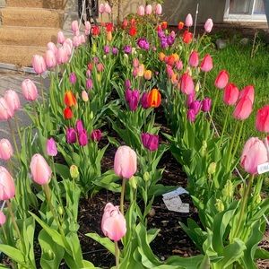 Meet your Posher, Rozila